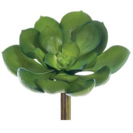 ALCKE037 RAMA SUCULENTA ECHEVERIA SIMPLE VERDE